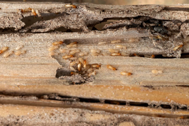 Best Wasp Removal Services  in Haltom City, TX