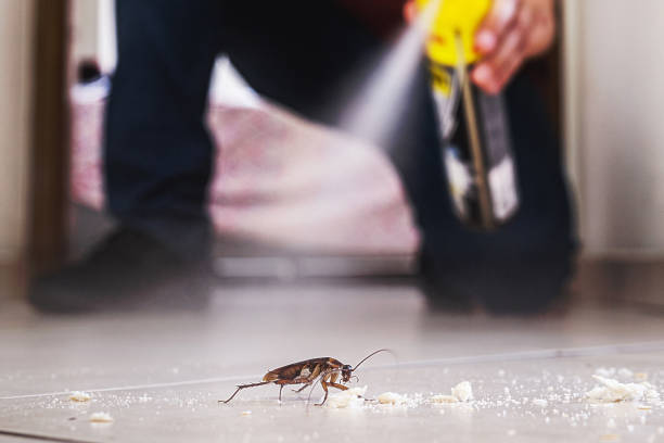 Best Flea Control Services  in Haltom City, TX